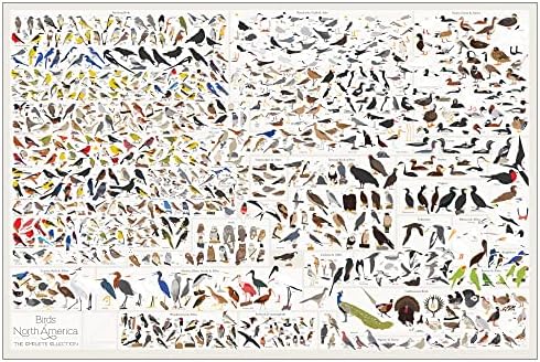 Поп чарт | Птици на Северна Америка | Широкоекранен плакат 36 x 24 | Иллюстрированы всички видове птици на Северна Америка