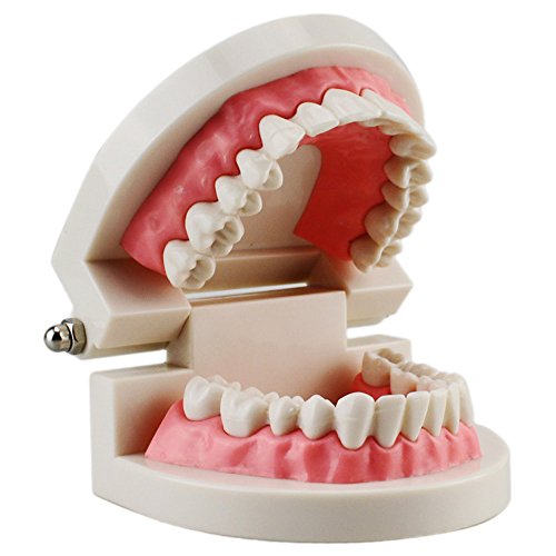 Melleco Грижи За Зъболекар За Възрастни Стандартен Типодонт Демонстрационен Модел На Обучение На Зъбите