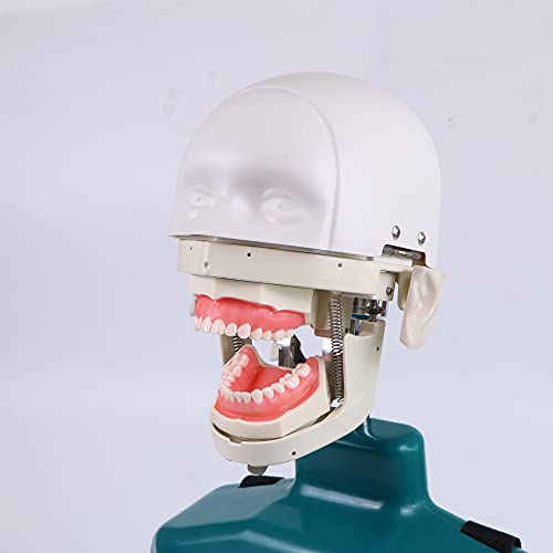 Стоматологичен Симулатор Стоматологичен Фантомно Манекен Модел на Главата с Тялото за Обучение