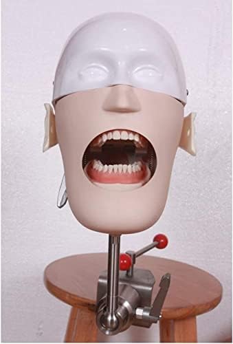 Модел LENFUN Стоматологичен Phantom Head Model, Стоматологичен Симулатор За Обучение Фантом Главата, Модел Кукли-Фантом