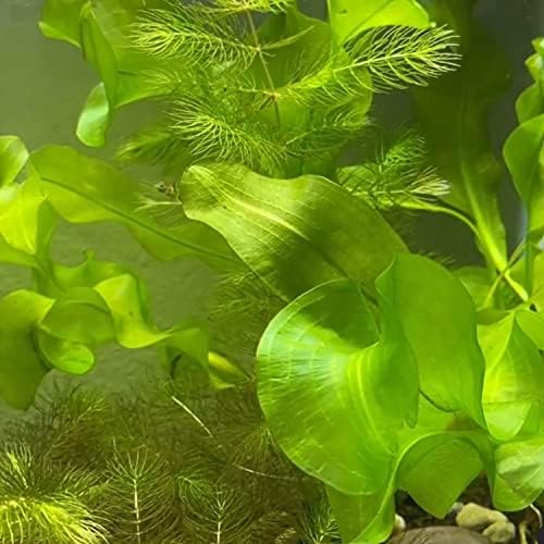 Planterest - глава Лук Aponogeton Ulvaceus, на живо аквариумное растение, украса за тропическа сладка вода, купи безплатно