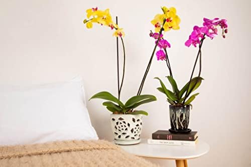 Саксия за Орхидеи rePotme, 5-инчов Керамична Саксия за Орхидеи с Флорални деколте и с дупки (Тюркоаз, Нефрит)