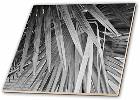 Триизмерно изображение на Палмово растение отблизо В черно-бели тонове - Tiles (ct_354424_1)