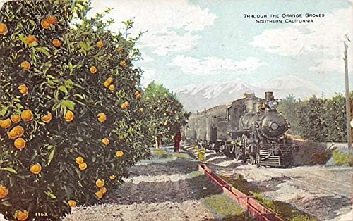 Калифорнийски влак през портокалови горички Калифорния, САЩ, 1909