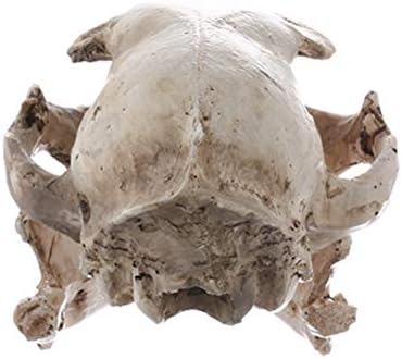 Amosfun, подпори за страшни скелети на животни за Хелоуин, модел на черепа на котки от смола, статуетка, аквариум, декоративни