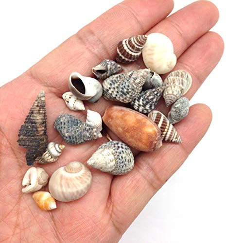Морски Черупки PEPPERLONELY Indian Ocean Small Mix, Смесена с малки черупки, 8 грама, на около 300 бр., 1/4 инча ~ 1