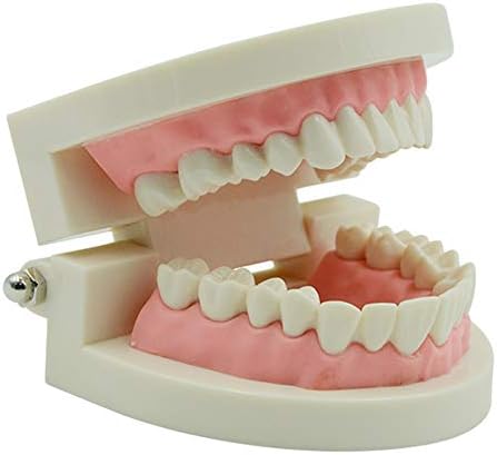 Демонстрационен модел на протези KH66ZKY Adult Standard Typodont за възрастни - Модел на зъби - за деца, за Студенти-стоматолози,